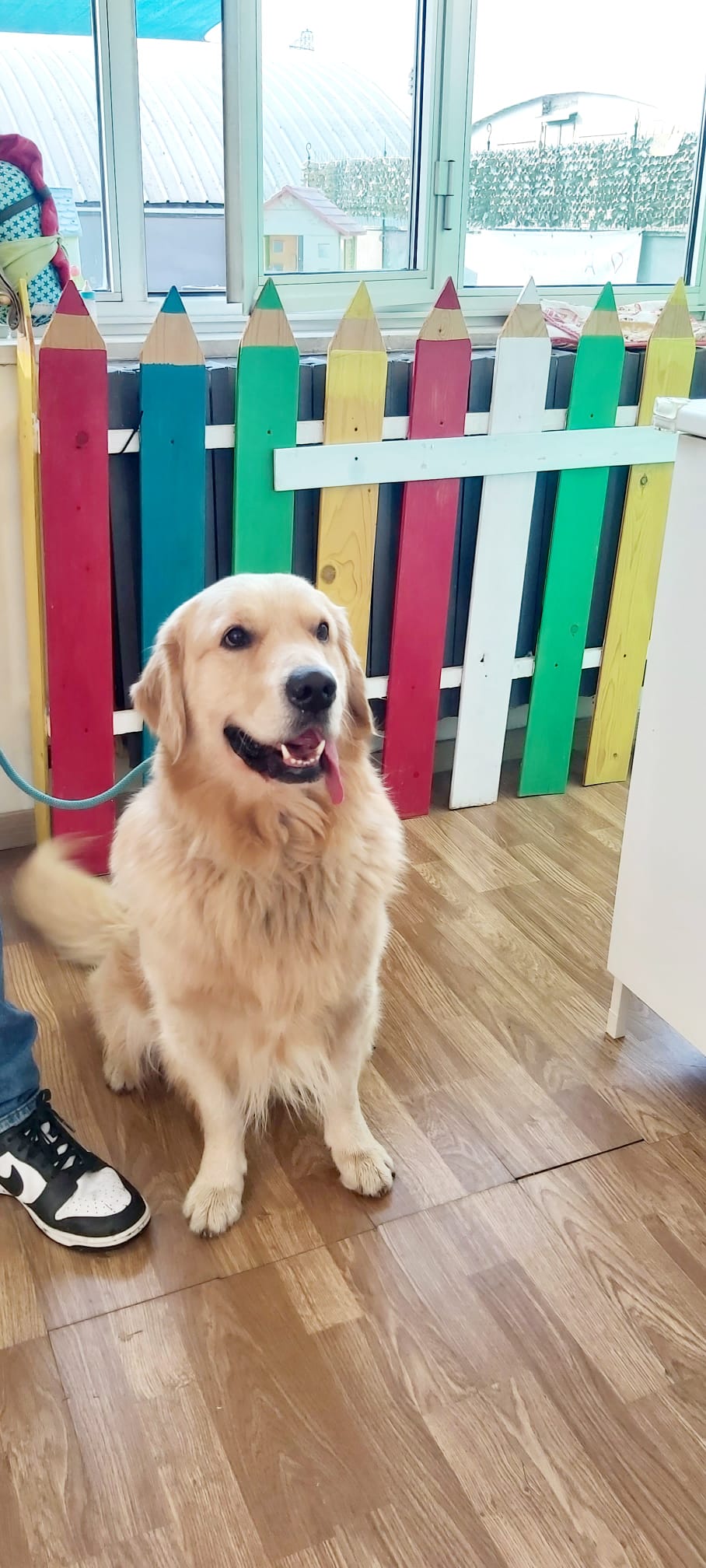 Pet Therapy